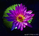 Nymphaea Capensis